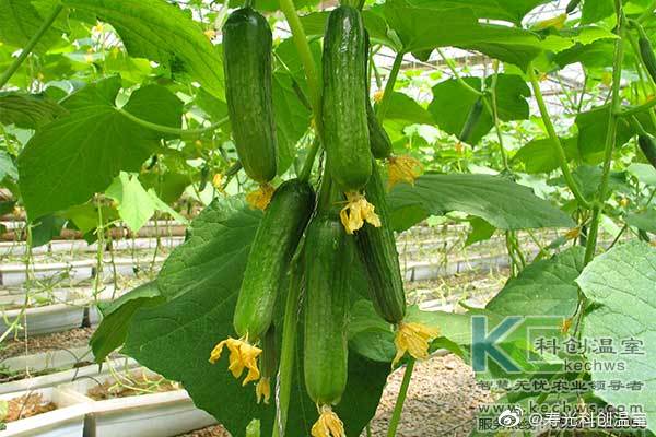 無土栽培,無土栽培技術(shù),無土栽培設(shè)備