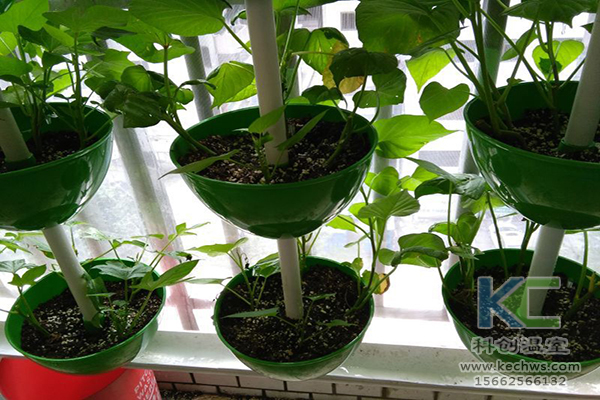 無土栽培，無土栽培技術，無土栽培設備
