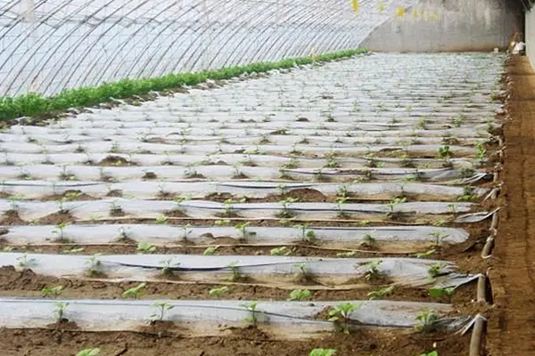 無土栽培，無土栽培技術，無土栽培設備