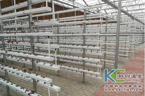 無(wú)土栽培技術(shù),基質(zhì)栽培,水培