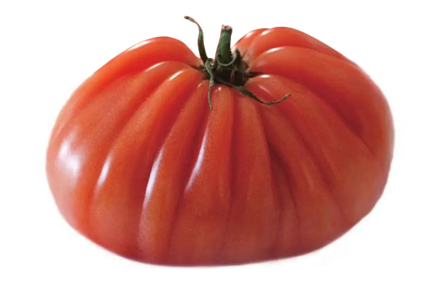 無(wú)土栽培，無(wú)土栽培技術(shù)，無(wú)土栽培設(shè)備