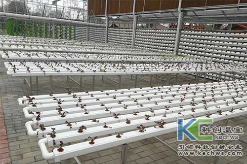 無(wú)土栽培技術(shù),基質(zhì)栽培,水培