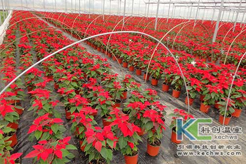 無(wú)土栽培,無(wú)土栽培技術(shù),花卉