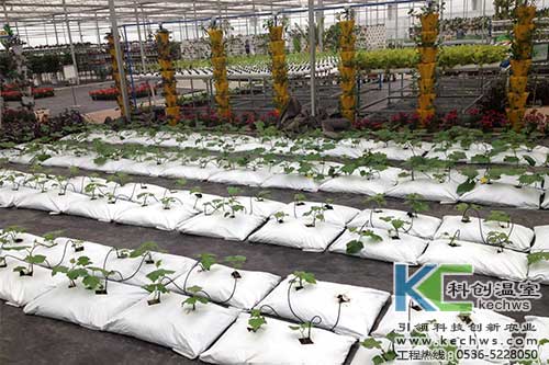 袋式無(wú)土栽培，無(wú)土栽培，基質(zhì)栽培