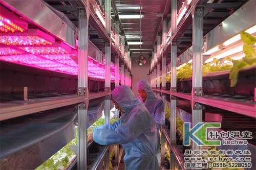 無土栽培，無土栽培技術(shù)，無土栽培設(shè)備