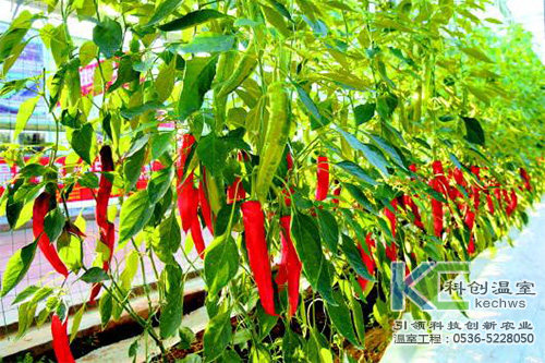 無土栽培，無土栽培技術(shù)，無土栽培設(shè)備