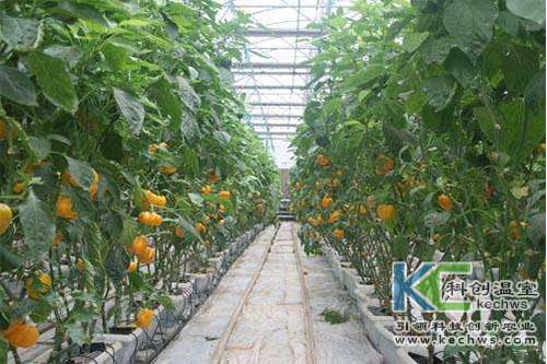 無土栽培，無土栽培技術，無土栽培設備