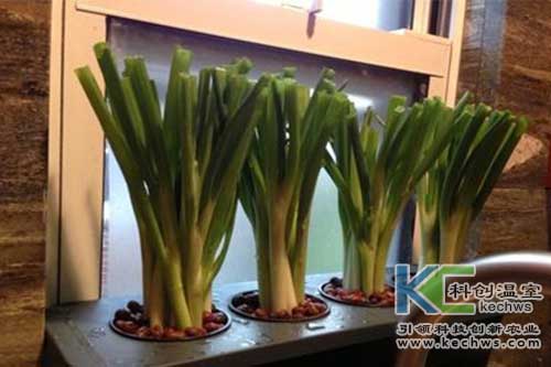 無(wú)土栽培，無(wú)土栽培技術(shù)，無(wú)土栽培設(shè)備