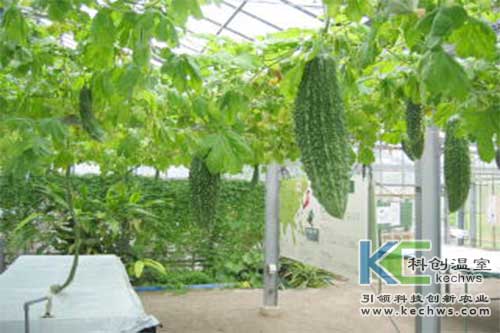 無土栽培，無土栽培技術，無土栽培設備