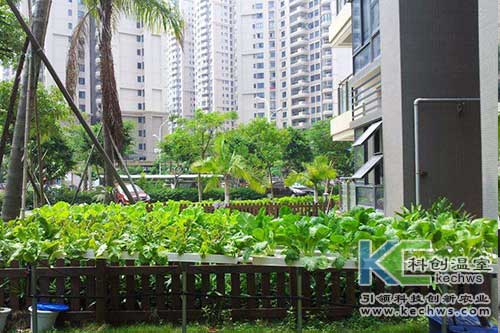 無土栽培,無土栽培技術(shù),陽臺(tái)無土栽培