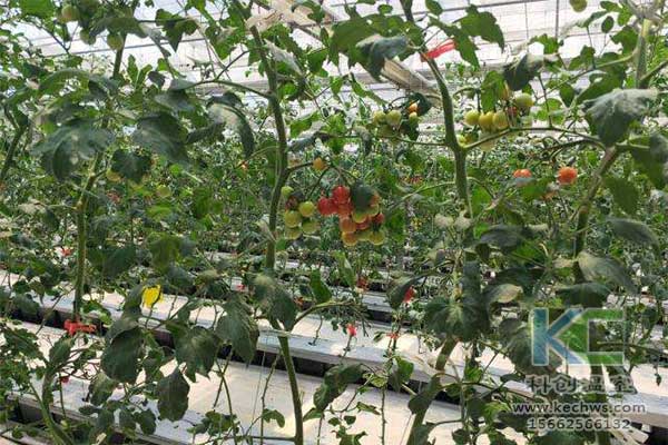 無土栽培，無土栽培技術，無土栽培設備