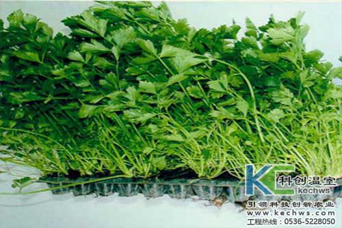 無(wú)土栽培，無(wú)土栽培技術(shù)，無(wú)土栽培設(shè)備