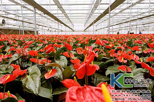 無(wú)土栽培，無(wú)土栽培技術(shù)，無(wú)土栽培設(shè)備