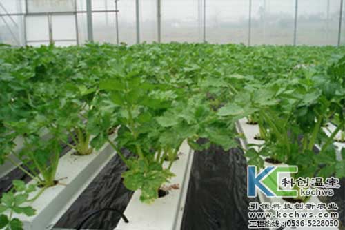 無土栽培，無土栽培技術，無土栽培設備