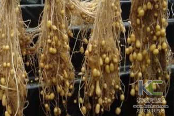 無土栽培，無土栽培技術