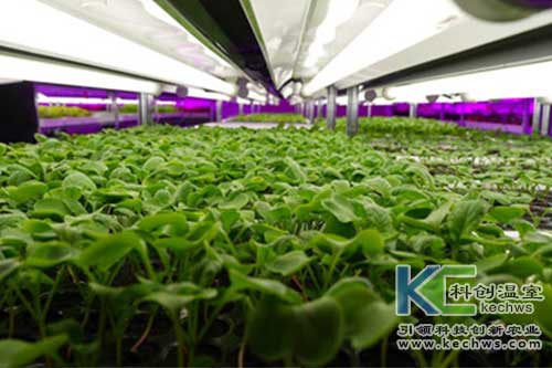 無土栽培，無土栽培技術，無土栽培設備