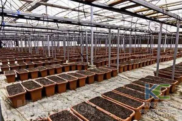 無土栽培，無土栽培技術(shù)