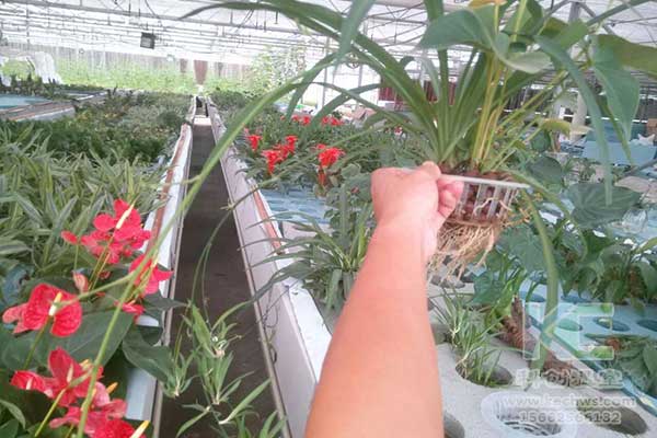 無土栽培，無土栽培技術(shù)，無土栽培設備