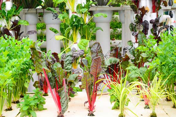 無土栽培，無土栽培技術(shù)，無土栽培設(shè)備