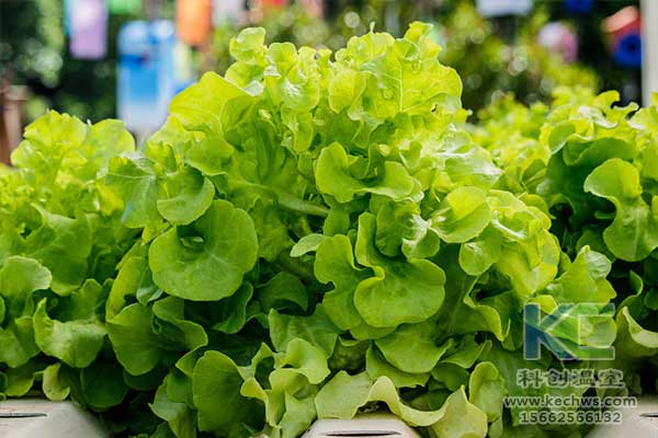 無土栽培，無土栽培技術，無土栽培設備
