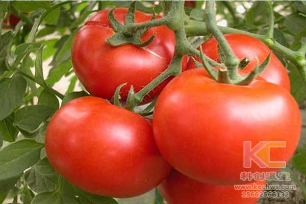 無土栽培，無土栽培技術(shù)，無土栽培設(shè)備