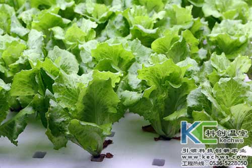 無(wú)土栽培，無(wú)土栽培技術(shù)，無(wú)土栽培設(shè)備