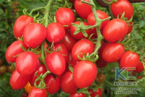 無土栽培，無土栽培技術，無土栽培設備