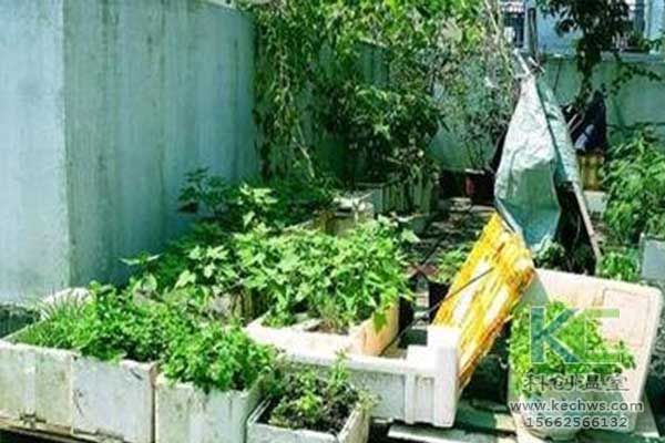 無土栽培，無土栽培技術(shù)，無土栽培設(shè)備