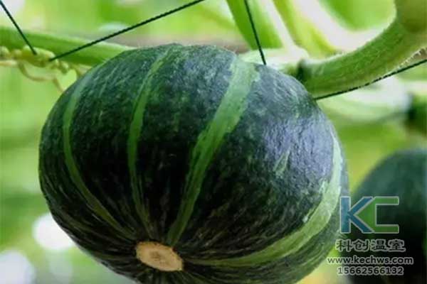 無土栽培，無土栽培技術，無土栽培設備