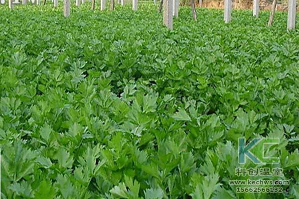 無土栽培，無土栽培技術