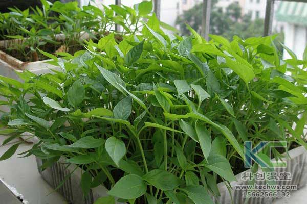 無土栽培，無土栽培技術(shù)，無土栽培設(shè)備