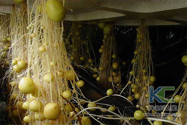 無(wú)土栽培，無(wú)土栽培技術(shù)，無(wú)土栽培設(shè)備