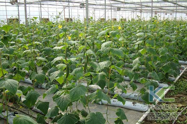 無土栽培，無土栽培技術，無土栽培設備