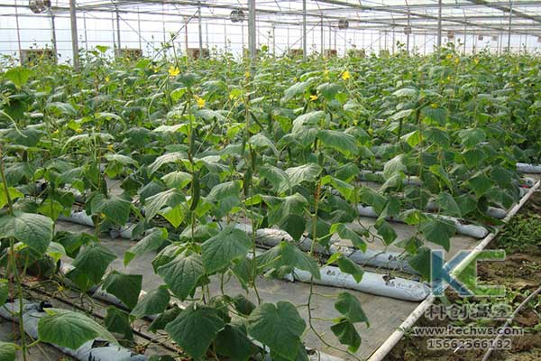 無土栽培，無土栽培技術，無土栽培設備
