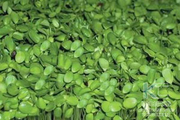 無土栽培，無土栽培技術，無土栽培設備