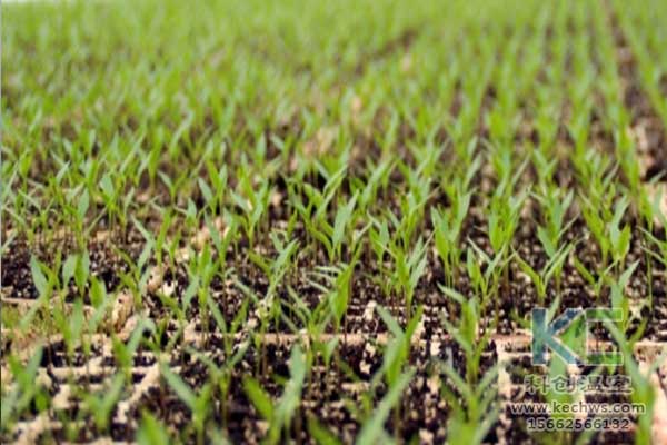 無土栽培，無土栽培技術