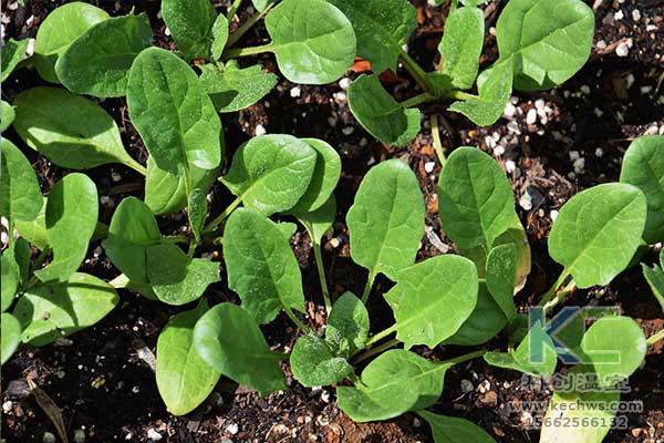 無土栽培，無土栽培技術