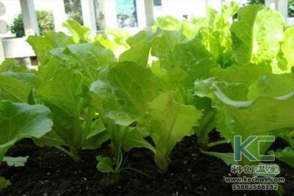 無(wú)土栽培，無(wú)土栽培技術(shù)，無(wú)土栽培設(shè)備