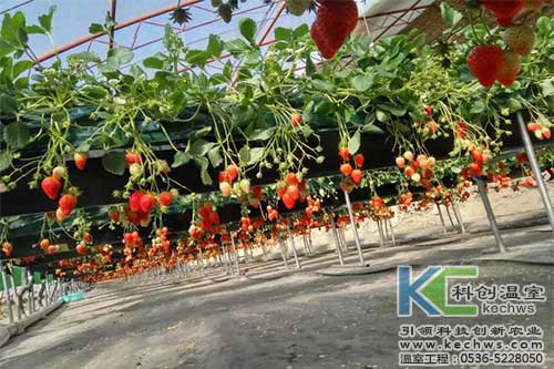 無土栽培，無土栽培技術，無土栽培設備