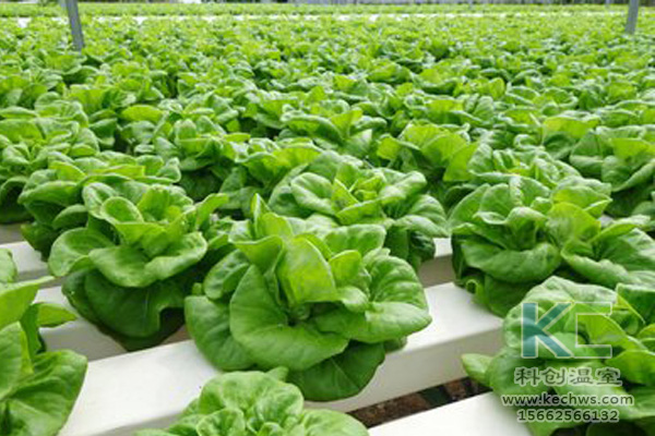 無(wú)土栽培，無(wú)土栽培技術(shù)，無(wú)土栽培設(shè)備