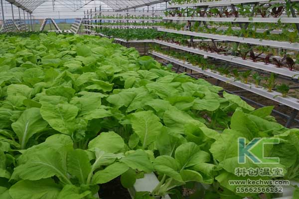 無土栽培技術，無土栽培設備，魚菜共生，溫室大棚