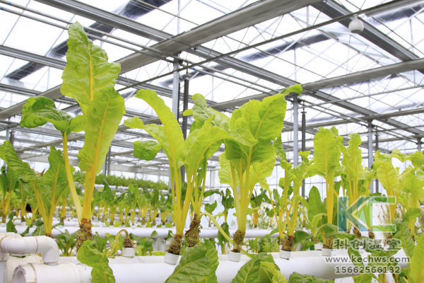 無土栽培，無土栽培技術，無土栽培設備