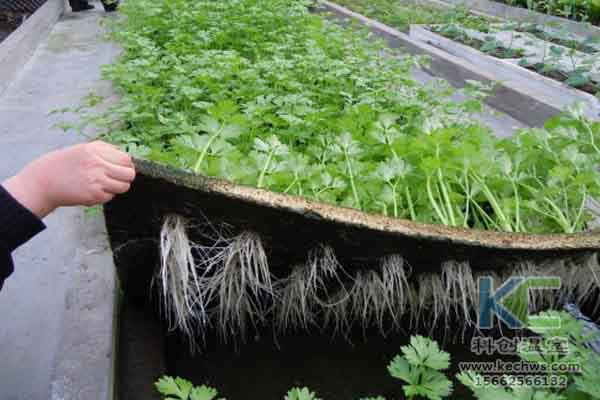 無土栽培技術(shù),無土栽培設(shè)備,無土栽培,溫室大棚