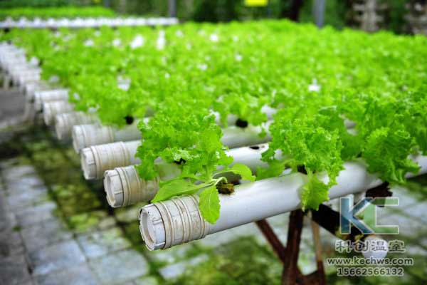 無土栽培，無土栽培技術，無土栽培設備，蔬菜栽培