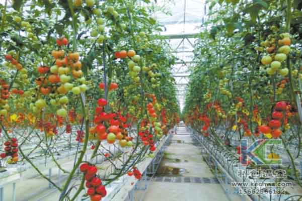 無土栽培技術，溫室大棚造價，蔬菜大棚，無土栽培