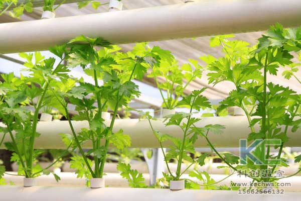 無土栽培,無土栽培技術(shù),無土栽培設備