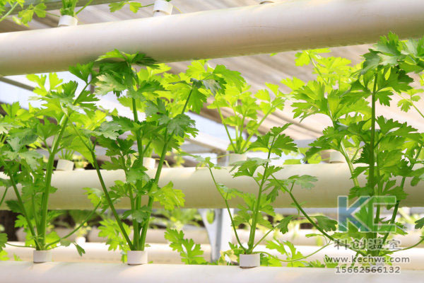 無土栽培技術(shù)，魚菜共生系統(tǒng)，無土栽培，溫室大棚