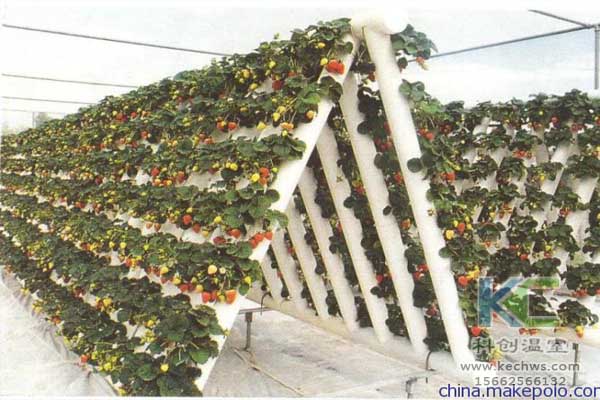 無土栽培，無土栽培技術，無土栽培設備，蔬菜栽培