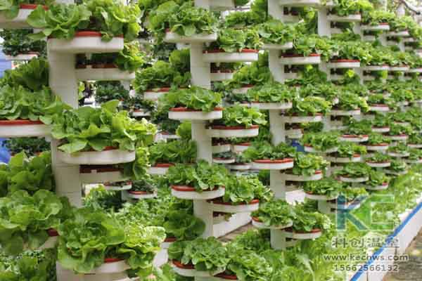 無(wú)土栽培技術(shù)，無(wú)土栽培，溫室大棚，基質(zhì)栽培