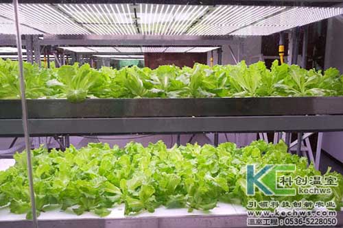無土栽培，無土栽培技術(shù)，無土栽培設(shè)備